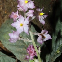 Neurocalyx calycinus (R.Br. ex Benn.) B.L.Rob.